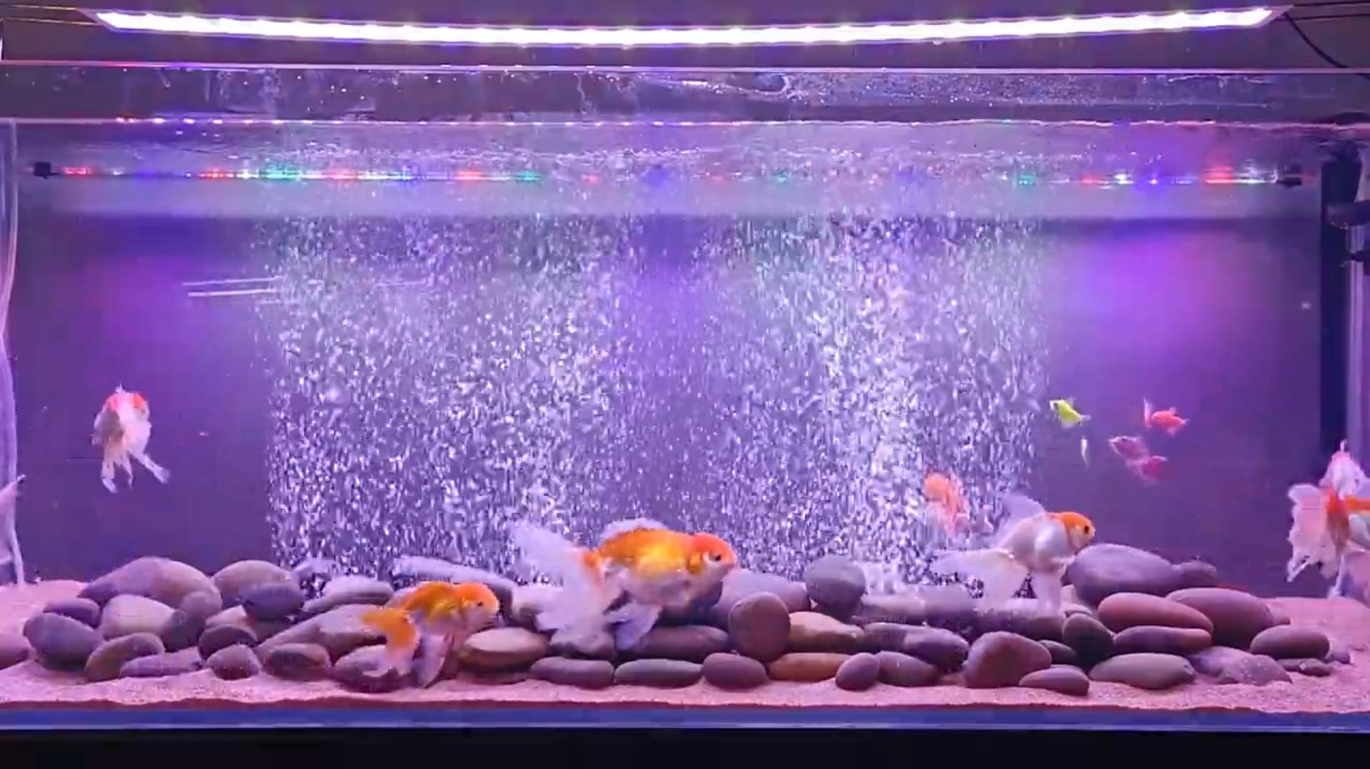 4 Feet simple & beautiful “Goldfish Tank” - Amudh Aquascapes