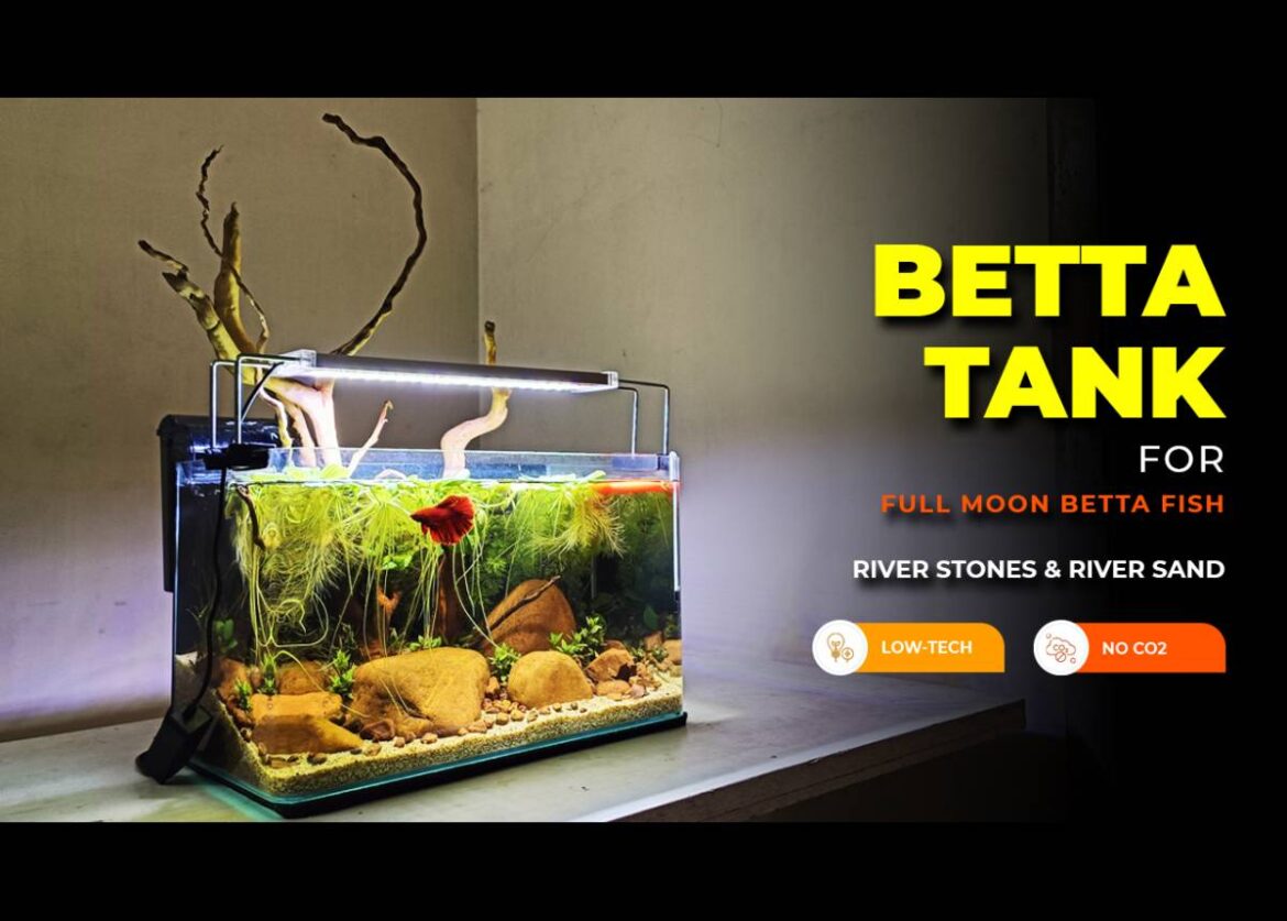 Low-tech planted tank for Betta Fish