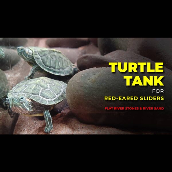 Turtle Tank
