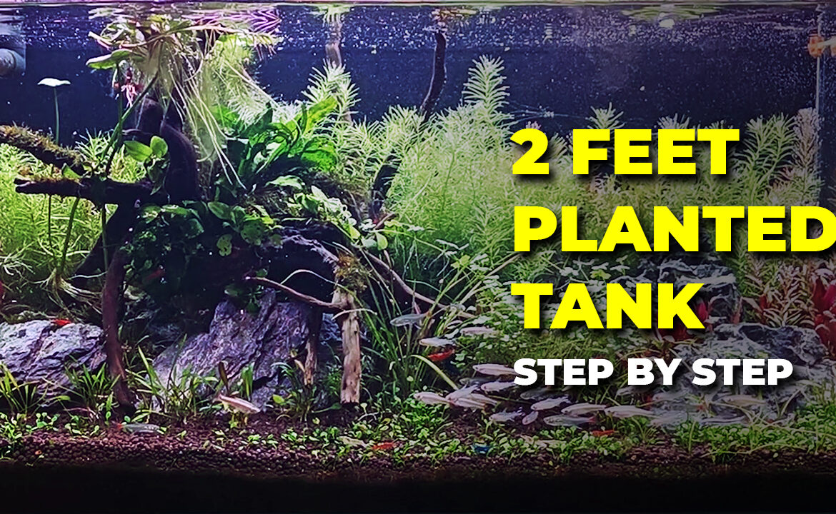 2 Feet Planted Tank