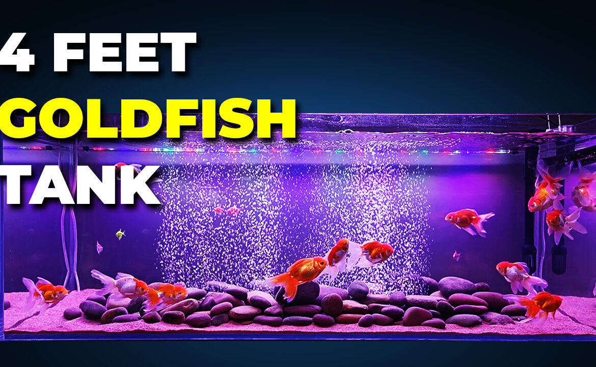 4 Feet simple & beautiful "Goldfish Tank"