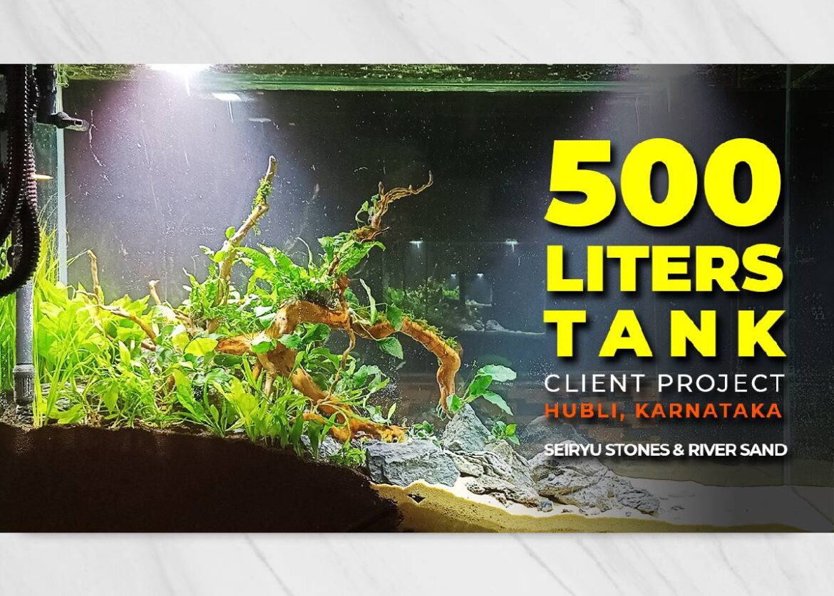 500L Planted Tank-Client Project - Amudh Aquascapes