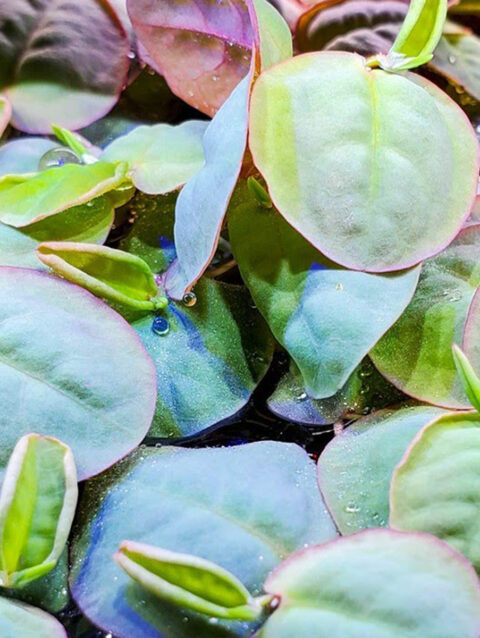 Phyllanthus Fluitans (Red Root Floater)
