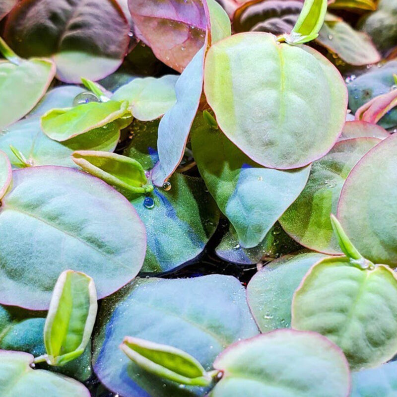 Phyllanthus Fluitans (Red Root Floater)